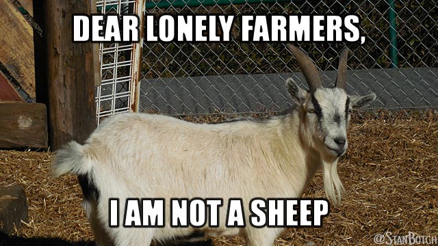 Angry goat meme: Dear Lonely Farmers, I am not a sheep.