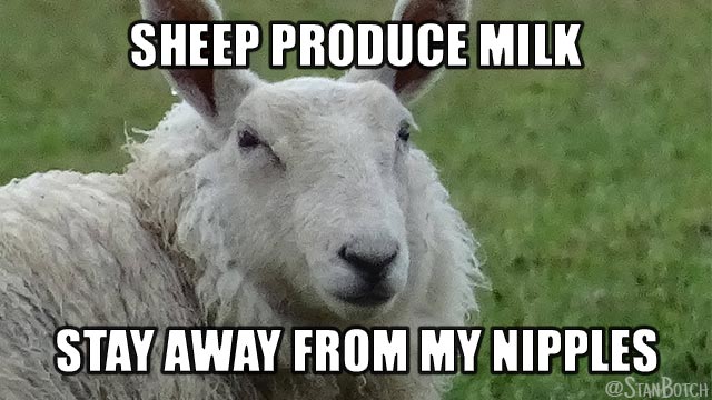 Mean sheep meme: Sheep produce milk, stay away from my teats.