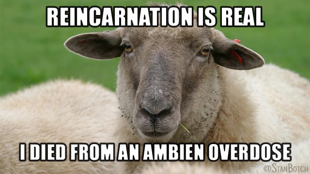 Sleepy sheep meme: Reincarnation is real, I died from an Ambien overdose.